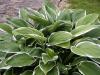 Hosta Francee