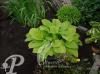 Hosta Golden Fanfare