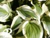 Hosta Ground Master