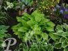 Hosta Hadspen White