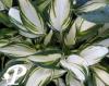 Hosta Reversed