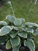 Hosta Sagae