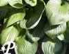 Hosta Second Wind