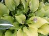 Hosta Sun Power
