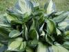 Hosta Whirlwind