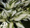 Hosta White Crhistmas