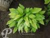 Hosta fortunei Aurea