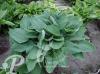 Hosta fortunei Hyacinthina