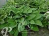 Hosta fortunei Obscura