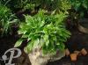 Hosta undulata Erromena