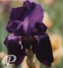 Iris germanica Sable