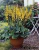 Ligularia little Rocket