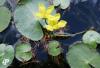 Nuphar lutea