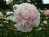 Paeonia Albert Crousse