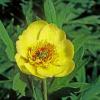 Paeonia Lutea Ludlowii