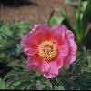 Paeonia Mascula