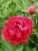 Paeonia Paul M Wild