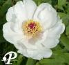 Paeonia arborea Feng Dan Bai