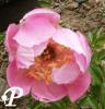 Paeonia hybride Dainty Lass