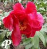 Paeonia hybride Postillons