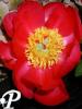Paeonia lactifolia Flame