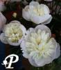Paeonia lactifolia Immacule