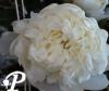 Paeonia lactifolia Miss Kelly