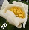 Paeonia lactifolia Moonstone