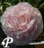 Paeonia lactifolia Mother Choice