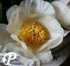Paeonia lactifolia Prairie Moon
