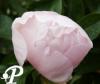 Paeonia lactifolia Requiem