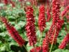 Persicaria Is Caliente
