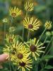 Rudbeckia Subtomentosa Henry Eilers