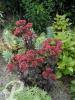 Sedum Purple Emperor