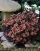 Sedum Xenox