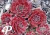 Sempervivum Ohio Burgundy
