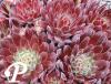 Sempervivum Pruhonice
