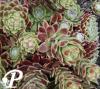 Sempervivum arachnoideum Subsp Tomentosum