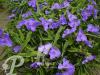 Tradescantia Barbel