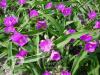 Tradescantia Karminglut