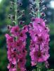 Verbascum Summer Sorbet