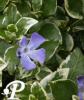 Vinca major Variegata