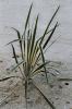 Yucca Filamentosa Bright Edge