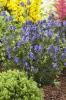 aconitum blue lagoon