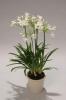 agapanthus snowball