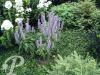 agastache blue fortune