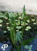 alisma plantago