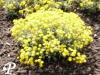 alyssum saxatile