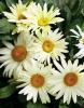 leucanthemum Broadway Lights